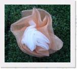 goud  5,- euro * 479 x 421 * (56KB)